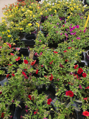 Calibrachoa