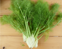 Fenouil