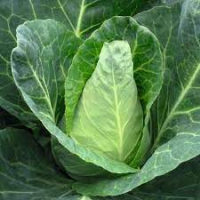 Chou pointu bio (la pièce)