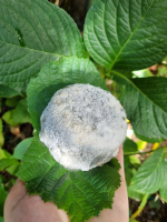 Rond demi-sec cendré