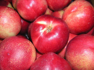 Nectarine blanche