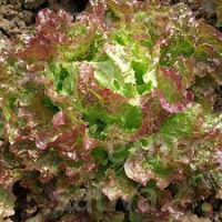Salade batavia rouge grenobloise