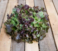 Laitue feuille de chêne brune bio