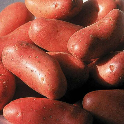 Pommes de terre variété chérie