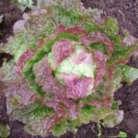 Laitue batavia rouge grenobloise