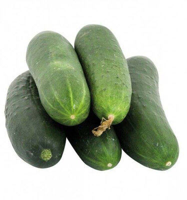 Concombre variété vert long maraîcher