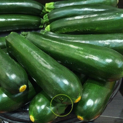 Courgette black beauty