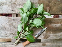 Basilic cannelle botte