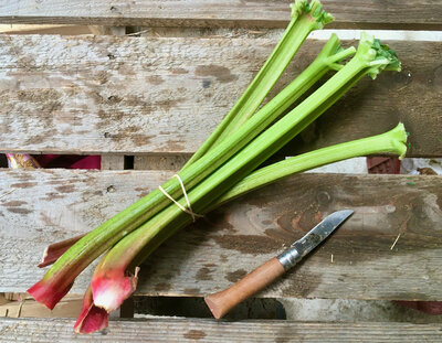 Rhubarbe botte