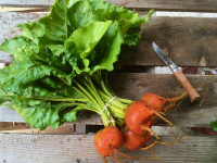 Betterave jaune botte