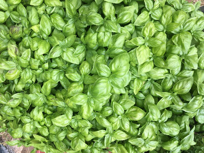 Pesto frais