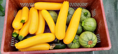 Courgette vertes et jaunes mélangées