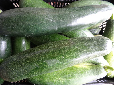 Grosses courgettes bio