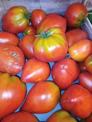 Tomate coeur de boeuf