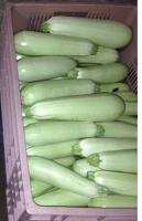 Courgettes blanches, moyenne, plein champ-