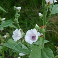 Plant guimauve (vivace/fleur comestible)