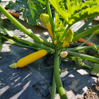Courgette jaune