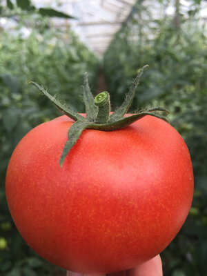 Tomate ronde rouge