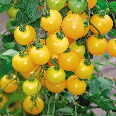 Tomate cerise jaune