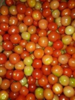 Tomate cerise mélangé multicouleurs