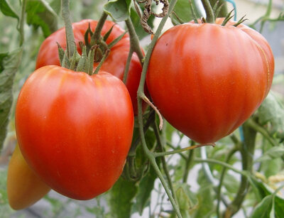 Tomate coeur de boeuf rouge