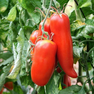 Tomate cornue des andes