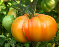 Tomate cœur de bœuf ananas