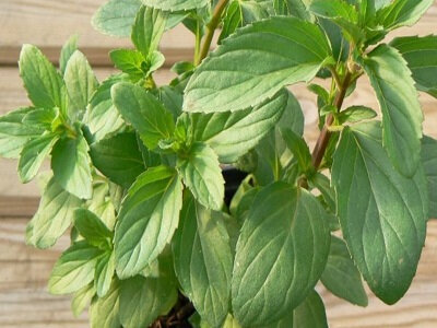 Menthe bergamote