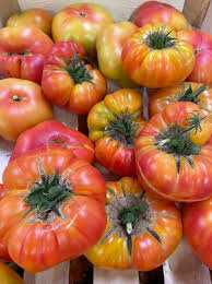 Tomates variétés anciennes bio