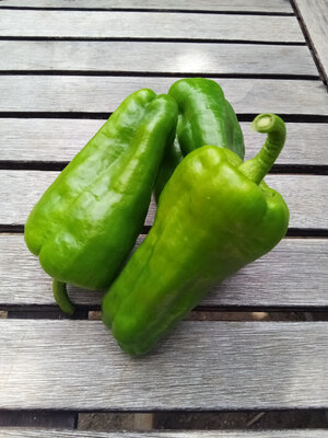Poivron vert