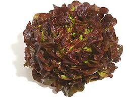 Salade feuille de chêne rouge bio