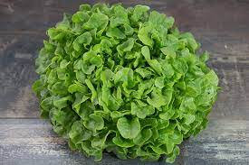Salade feuille de chêne verte bio