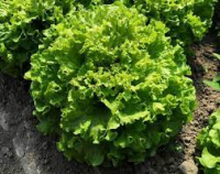 Salade batavia verte - rouge