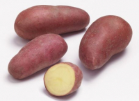 Pomme de terre alouette 2è choix bio