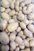 Pommes de terre nouvelles