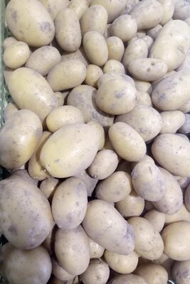 Pommes de terre nouvelles