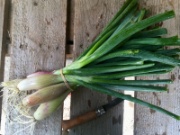 échalotes botte