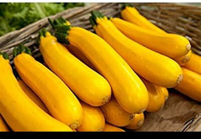 Courgettes jaunes, moyennes, plein champ