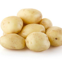 Pomme de terre primeur: variété ondine