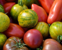 Tomates anciennes
