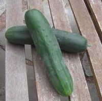 Concombres en duo (non-hybride)