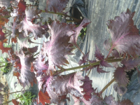 Basilic japonais (shiso pourpre)