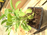 Sauge en bouquet-[COPIE A MODIFIER]