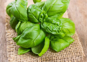 Basilic
