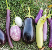 Aubergines