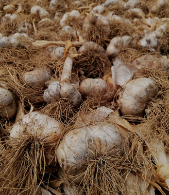 Ail frais (100gr)