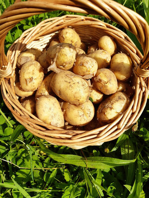 Pommes de terre bio allians 1kg