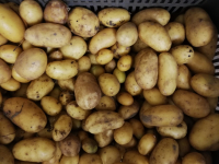 Pomme de terre grenaille