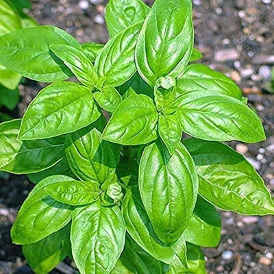 Basilic