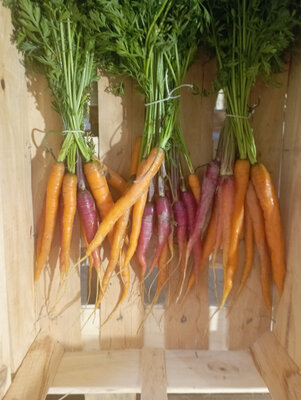 Petites carottes en botte